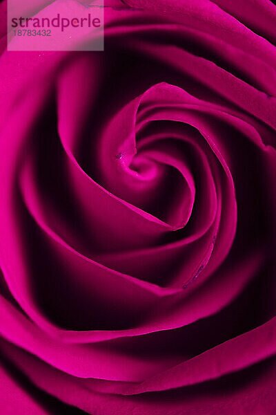 Schöne lila Rose Nahaufnahme