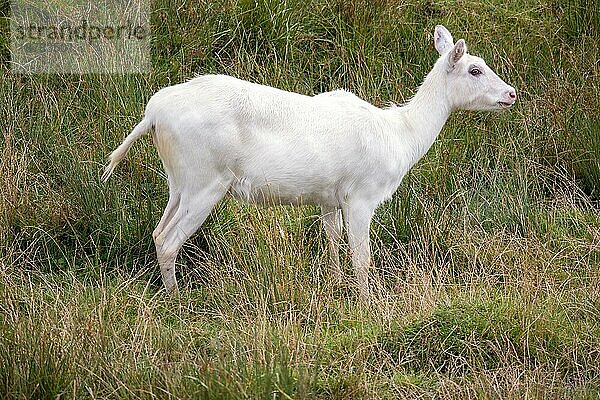 Junge albinotische Rote Lechwe (Kobus leche) Antilope