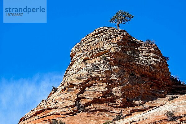 Kiefernbaum auf felsigem Untergrund