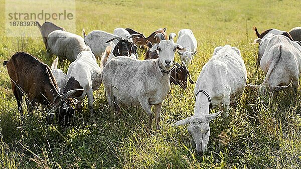 Ziegen auf Flächen mit Gras