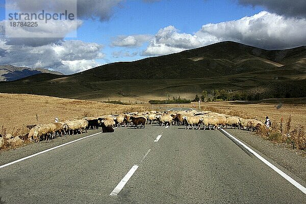 Eine Schafherde quert die Straße in der Nähe von Kalaybar im Norden Irans