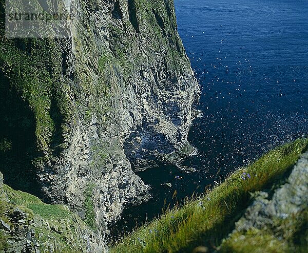 Vogelfelsen am Rundalranden Basstölpelkolonie Insel Runden  Norwegen  Europa