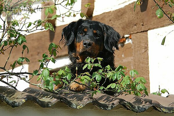 Schwarzer Mischlingshund (canis lupus familiaris) schaut über eine Gartenmauer  mixed breed dog  black  peering over a garden wall