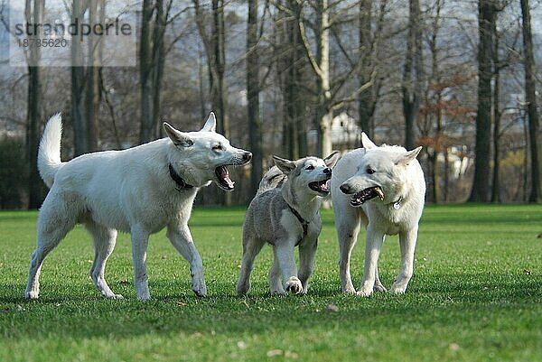 Zwei Weiße Schweizer Schäferhunde und ein junger Alaskan Malamute  Welpe 15 Wochen alt  spielen zusammen  FCI-Standard Nr. 347 und Nr. 243  two White Swiss Shepherd Dogs and a young Alaskan Malamute  puppy 15 weeks old  play together (canis lupus) famil