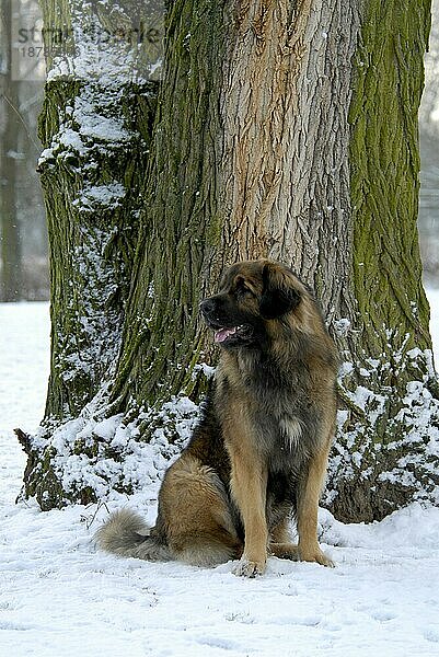 Leonberger  Rüde  verschneiter Baum  Schnee  Winterstimmung  snowy  dog  dogs  hound  Hunde (canis lupus familiaris)  domestic animals  pets  Haustiere