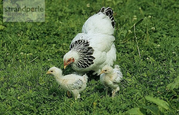 Zwerg-Brahma  1 Jahr + 5 Wochen  Zwerghuhn mit 2 zwei Küken