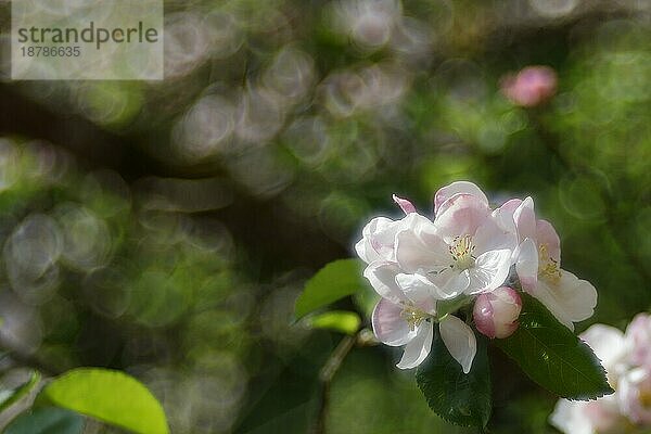 Apfelblüten (Malus)  mit Bokeh im Hintergrund  Wilden  Nordrhein. Westfalen  Deutschland  Europa