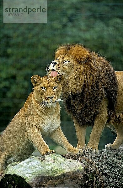 Zoo: Löwenpaar  Löwe (Panthera leo) schleckt Löwin ab  Löwe