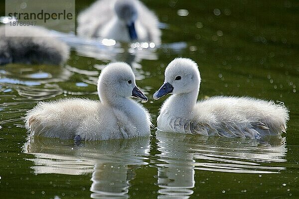 Höckerschwan (Cygnus olor) mit 2 zwei jungen Küken  Hump swan with 2 two young fledglings