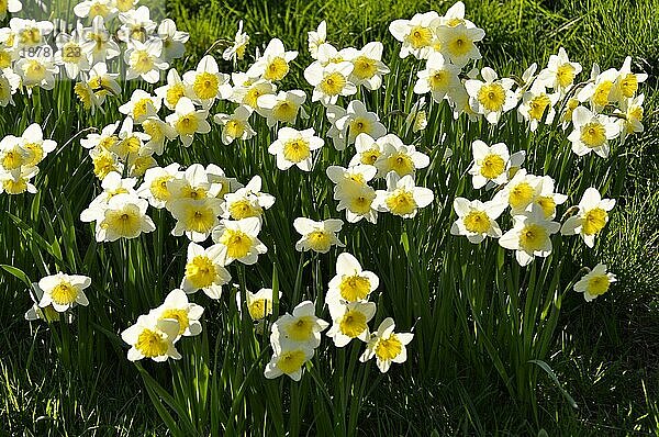 Narzissen blühend im Frühling in der Wiese  Gelbe Narzisse  Osterglocke  Osterglöckchen  Falscher Narzissus (Narcissus pseudonarcissus)  Trompeten-Narzisse  Märzenbecher