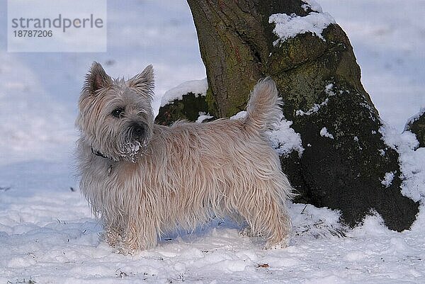 Cairn Terrier  Hündin  Hund  laufen  running  spielen  Schnee  Winter  verschneit  snowy  Spaß  Freude  Bewegung  motion  action  springen  dog  dogs  hound  Terrier  Hunde (canis lupus familiaris)  domestic animals  pets  Haustiere