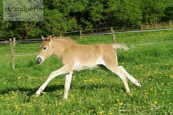 Haflinger Fohlen  3 Wochen alt  Stute  galoppiert über eine Frühlingswiese (Equus przewalskii) caballus  Haflinger horse  3 weeks old  filly  galloping across a meadow in spring