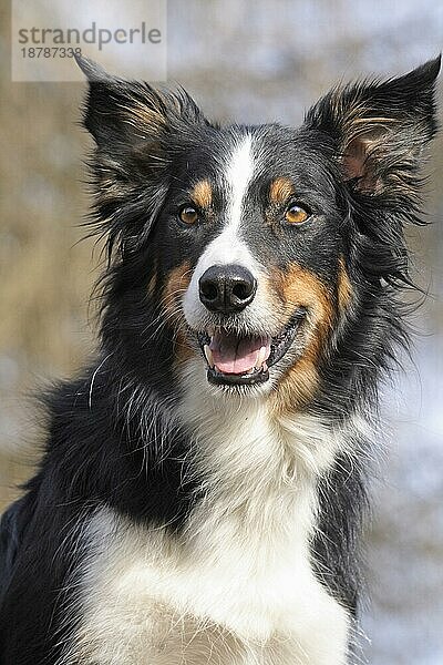 Border Collie Porträt  Kopfaufnahme. Hintergrund Bäume und blaür Himmel