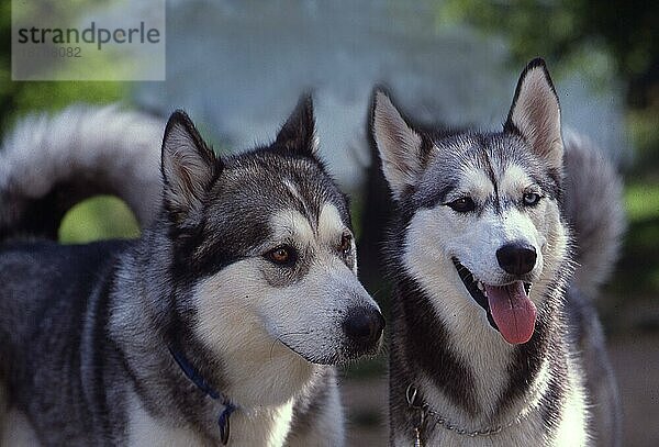 Alaskan Malamute und Sibirian Husky