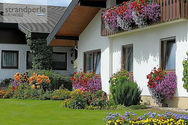 Baden-Württemberg  Schwarzwald Haus mit Blumengarten im Sommer  verschiedene Sommerblumen im Garten  Balkon mit Petunien und Geranien  Petunien und Geranien am Fenster außen