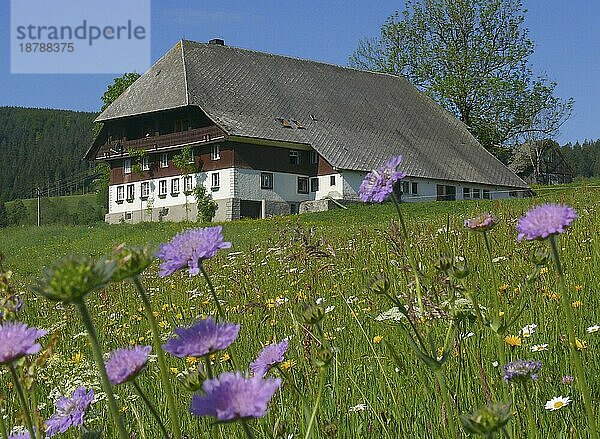 Schwarzwaldhof in Blumenwiese bei Hinterzarten  Hochschwarzwald  BRD