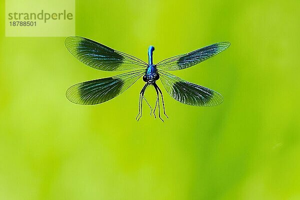 Gebänderte Prachtlibelle (calopteryx splendens)  Männchen  fliegend  Frontalaufnahme  Hessen  Deutsc hland