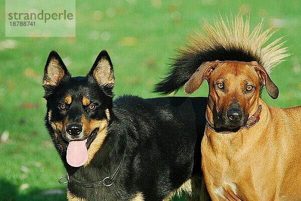 Mischlingshund (canis lupus familiaris) und Rhodesian Ridgeback nebeneinander  Porträt  FCI-Standard Nr. 146  mixed breed dog and Rhodesian Ridgeback  side by side  portrait
