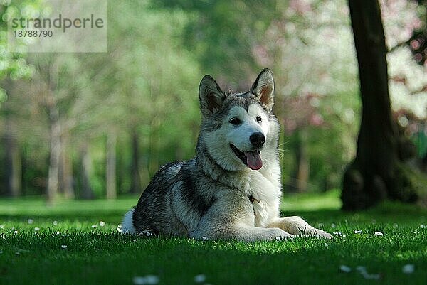 Junger Alaskan Malamute  4  5 Monate alt  Hündin  liegt auf einer Frühlingswiese  FCI-Standard Nr. 243  young Alaskan Malamute  5 months old  female  is lying on a meadow in spring (canis lupus familiaris)