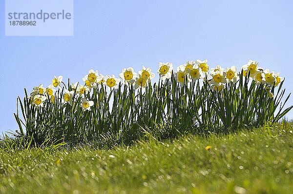 Narzissen blühend im Frühling in der Wiese  Gelbe Narzisse  Osterglocke  Osterglöckchen  Falscher Narzissus (Narcissus pseudonarcissus)  Trompeten-Narzisse  Märzenbecher