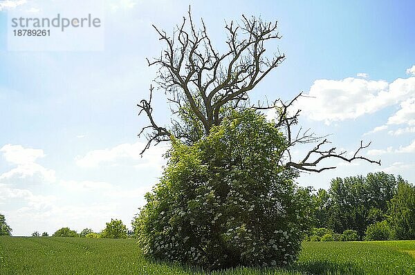 Toter Birnbaum mit Holunder  blühend  im Gegenlicht