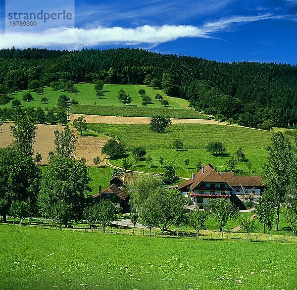 Bauernhöfe bei Biberach  Schwarzwald  Baden-Württemberg  Deutschland  Europa