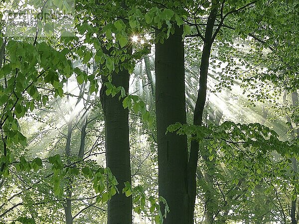 Laubwald im Frühling  Nebel im Wald  Sonnenstrahlen im Wald