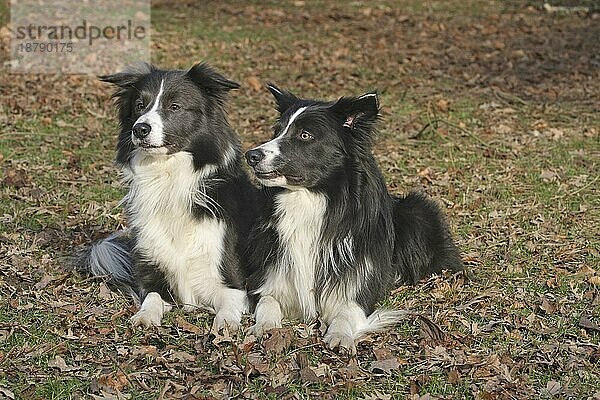 2 Border Collies liegen nebeneinander auf der Wiese im Herbstlaub und schauen in die Kamera  FCI  Standard Nr. 297