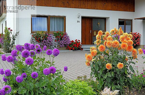 Baden-Württemberg  Schwarzwald Haus mit Blumengarten im Sommer  verschiedene Sommerblumen im Garten  Dahlien blühend  Petunien und Geranien am Fenster außen
