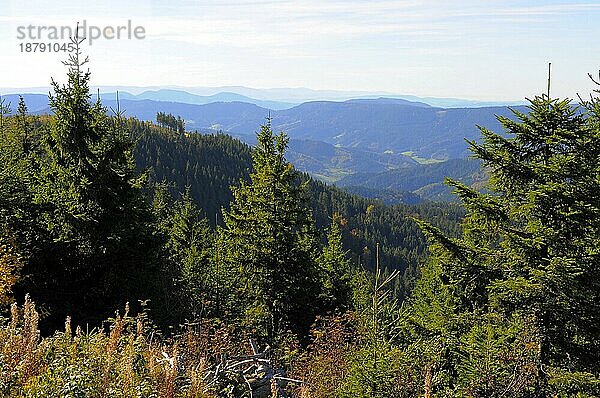 Lierbachtalblick in Richtung Süden  Schwarzwald  Schwarzwaldhochstraße am Schliffkopf  Blick von Aussichtsplattform Steinmäuerle  Sicht zum Südschwarzwald