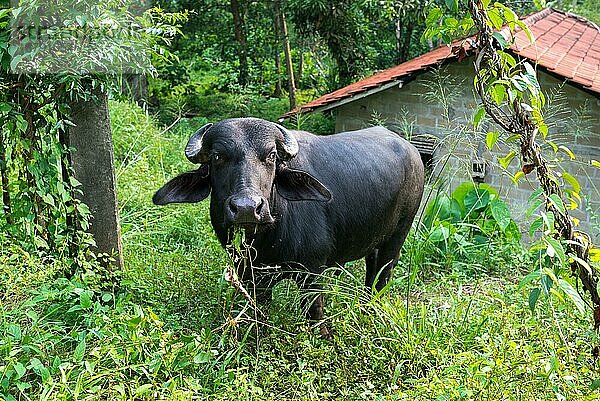Asiatischer Hauswasserbüffel außerhalb von Unawatuna  einer kleinen Küstenstadt in der südlichen Provinz von Sri Lanka. Meistens handelt es sich um Kreuzungen oder Rassen aus Murrah und Nili Ravi Büffeln. Hauptsächlich für die Milchwirtschaft