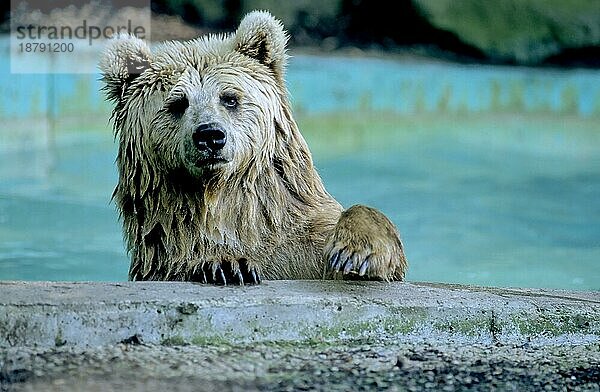 Zoo: Braunbär im Pool