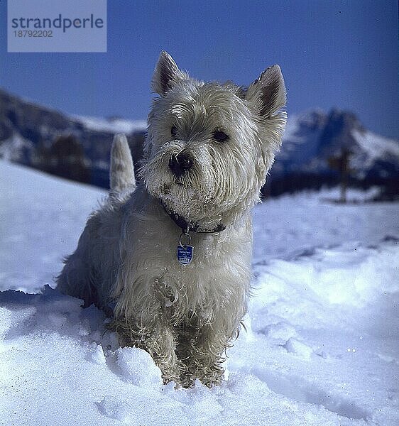 West  Highland  White  Terrier im Schnee