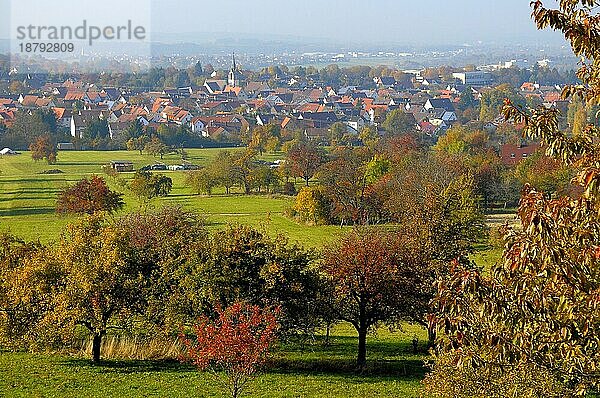 Landschaft : Schwäbische Alb bei Bissingen a. T. Nebellandschaft  Streuobstwiese im Herbst