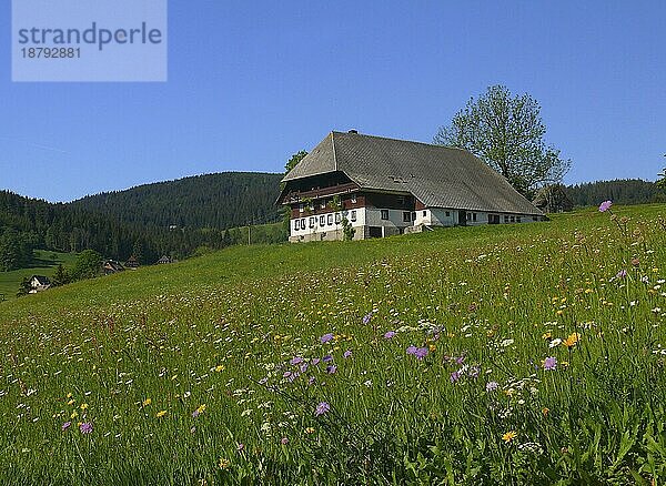 Schwarzwaldhof in Blumenwiese bei Hinterzarten  Hochschwarzwald  BRD