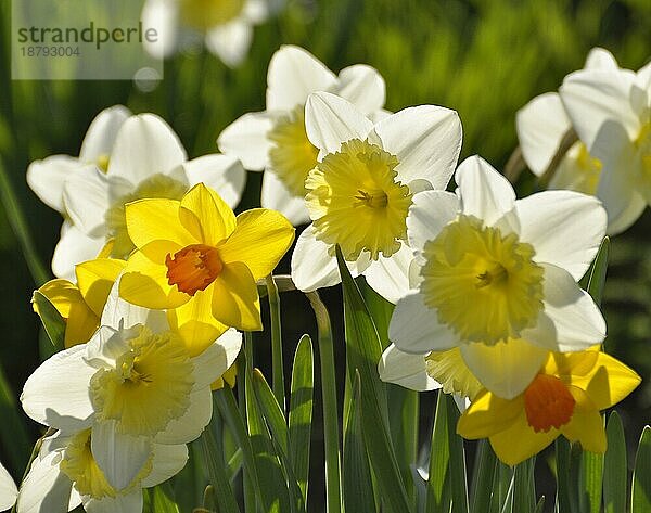 Narzissen blühend im Frühling in der Wiese  Gelbe Narzisse  Osterglocke  Osterglöckchen  Falscher Narzissus (Narcissus pseudonarcissus)  Trompeten-Narzisse  Märzenbecher