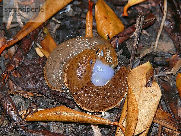 Rote Nacktschnecke  Paarung