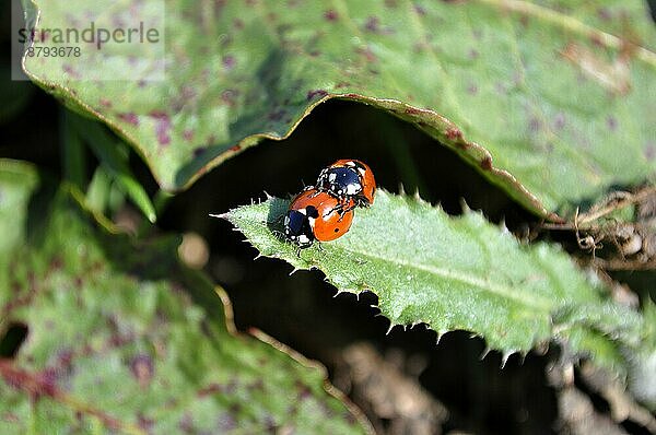 Siebenpunkt-Marienkäfer (Coccinella septempunctata)  Siebenpunkt