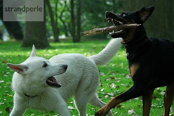 Weißer Schweizer Schäferhund (canis lupus familiaris) (Berger Blanc Suisse) und schwarzer Mischlingshund spielen zusammen  FCI-Standard Nr. 347 (vorläufig)  White Swiss Shepherd Dog and a black mixed breed dog play together