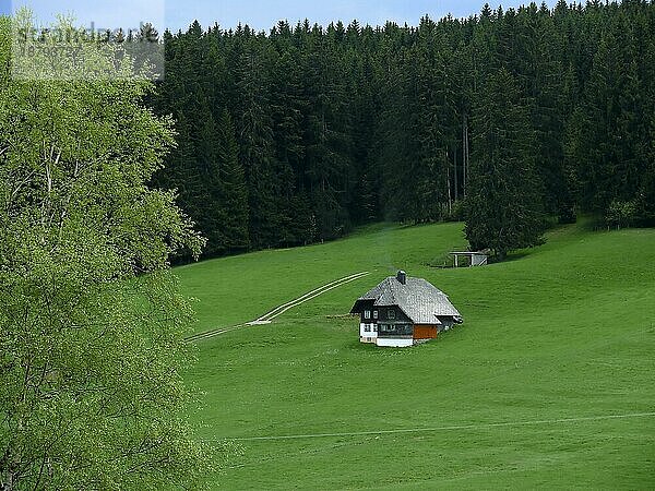 Bauernhof bei Titisee- Schildwende. Schwarzwald. Bad. -Wuertt