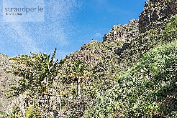 La Gomera  Spanien  Kanarische Inseln  Canarias  Valle Gran Rey  Dattelpalmen  Schlucht  Tal  Abhang  Wolfsmilch  Berghang  ländlich  Strauch  Landschaft  vulkanisch  Gebirge  Gebirgszug  Natur  Kakteen  Vegetation  Flora  Palmen  außen  Fotografie  im Freien  Pflanzen  Steilhang  Steilwand  Felswand  landschaftlich  auf dem Lande  Wildnis  Europa