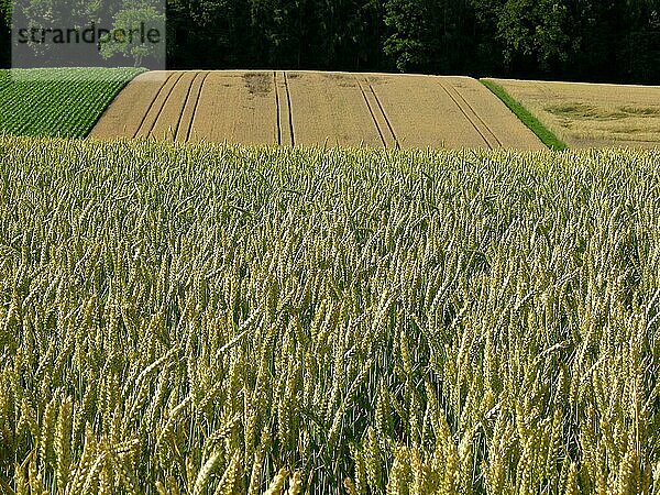 Verschiedene Getreidefelder