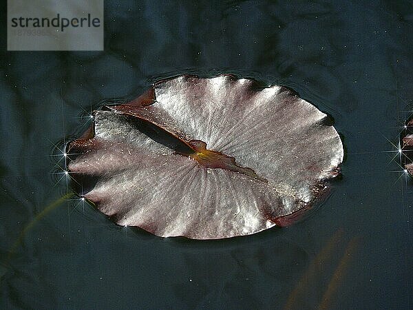 Seerosenblatt im Gartenteich  Seerosenblätter  Gegenlicht