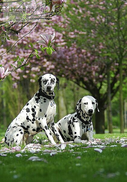 2  zwei Dalmatiner auf einer Wiese mit Magnolienblüten  FCI-Standard Nr. 153  6. 3  two dalmatian in a meadow with blossoms of magnolia