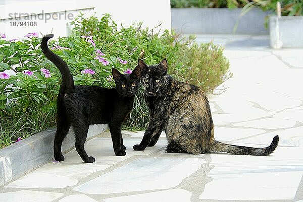 Junges Hauskätzchen  Schwarz  neben seiner Mutter  Schildpatt  Insel Tinos  Kykladen  Griechenland  kitten and mother  Black and Tortie  side by side  Cyclades  Greece  Non-pedigree Shorthair (felis silvestris) forma catus  domesticus  Europa