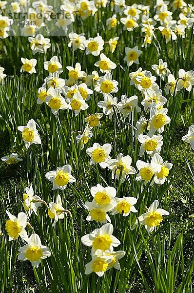 Narzissen blühend im Frühling in der Wiese  Gelbe Narzisse  Osterglocke  Osterglöckchen  Falscher Narzissus (Narcissus pseudonarcissus)  Trompeten-Narzisse  Märzenbecher