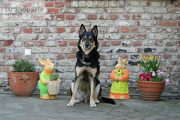 Deutscher Schäferhund (canis lupus familiaris) Mischling  sitzt neben Oster-Dekoration in einem Innenhof  German shepherd mixed breed  sitting between Easter decoration in a courtyard