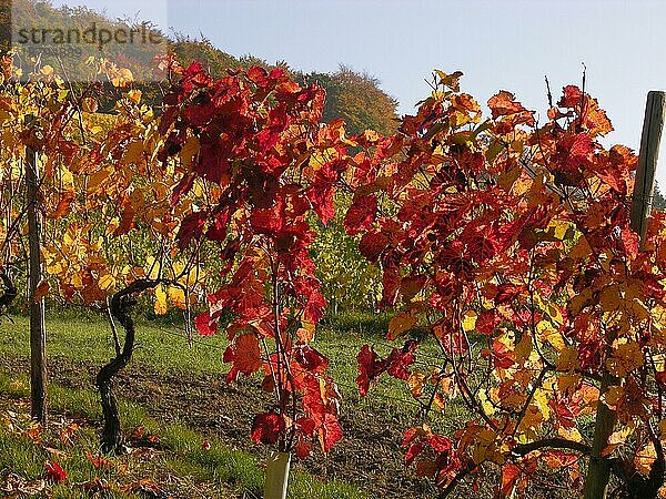 Bunter Weinstock im Herbst  Gegenlicht