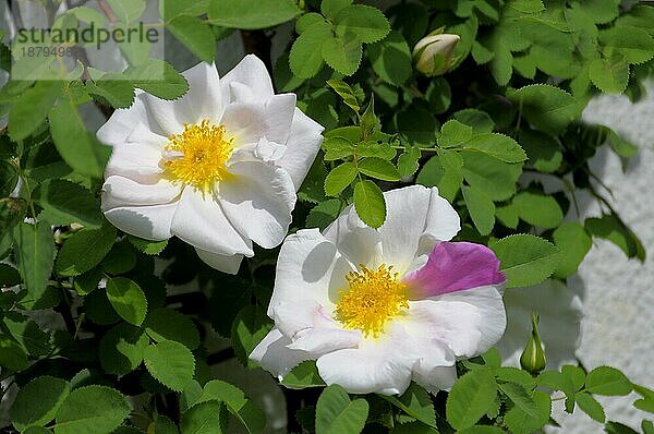 Weiße einfach blühende Rose  Hecken-Rose (Rosa corymbifera)
