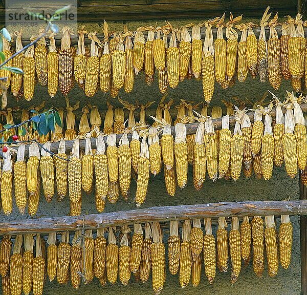 Mais  Maiskolben zum trocknen aufgehängt Mais  Kukuruz (Zea mays)  Zuckermais oder Süßmais  Fl  Hybride